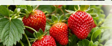 Representative strawberry illustration — not a cultivar photograph
